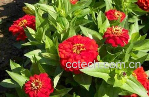 果蔬百科百日草-0