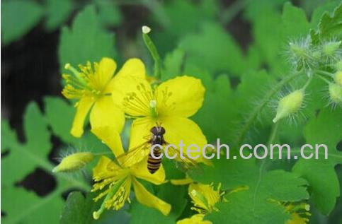 果蔬百科白屈菜-0