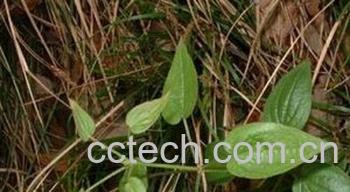 果蔬百科茜草-0