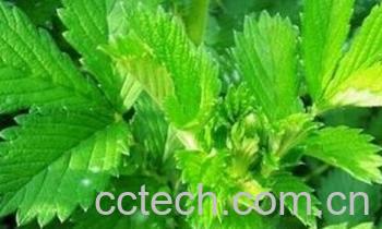 果蔬百科仙鹤草-0