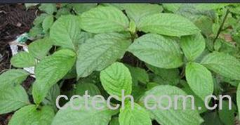 果蔬百科倒扣草-0