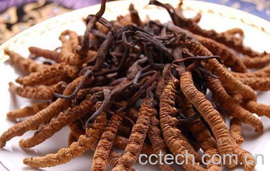 果蔬百科冬虫夏草-0