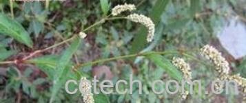 果蔬百科辣蓼-0