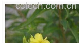 果蔬百科山芝麻-0