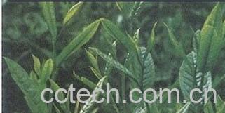 果蔬百科铁罗汉-0