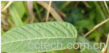 果蔬百科葫芦茶-0