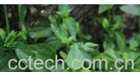 果蔬百科狗肝菜-0