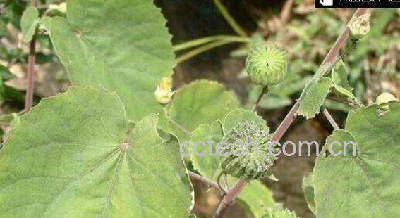 果蔬百科磨盘草-0