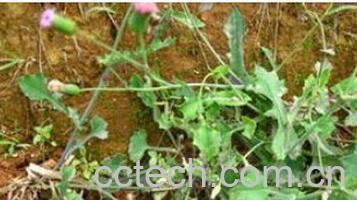 果蔬百科羊蹄草-0