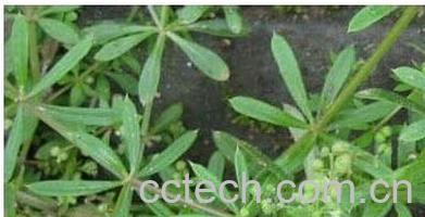 果蔬百科红丝线-0