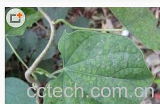 果蔬百科宽筋藤-0