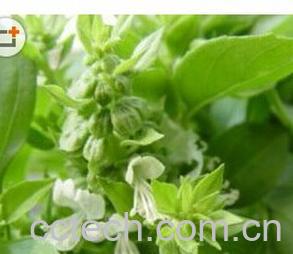 果蔬百科九层塔-0