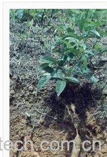 果蔬百科牛大力-0