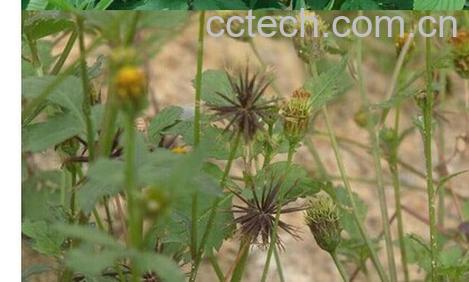 果蔬百科鬼针草-0