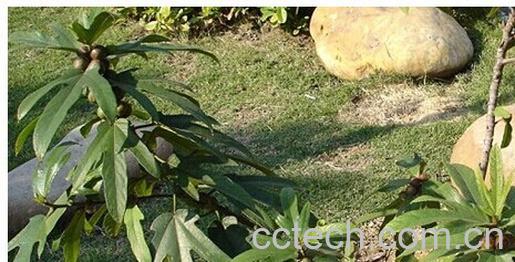 果蔬百科五爪龙-0