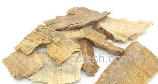 果蔬百科松节-0