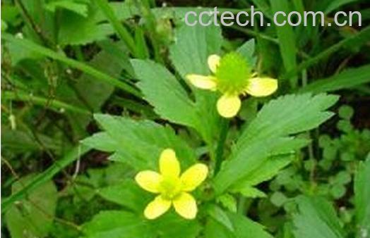 果蔬百科自扣草-0