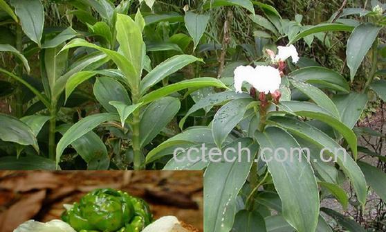 果蔬百科樟柳头-0