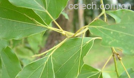 果蔬百科樟木子-0