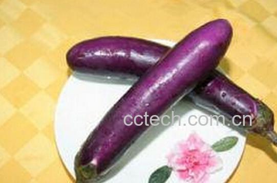 果蔬百科猪胆茄-0