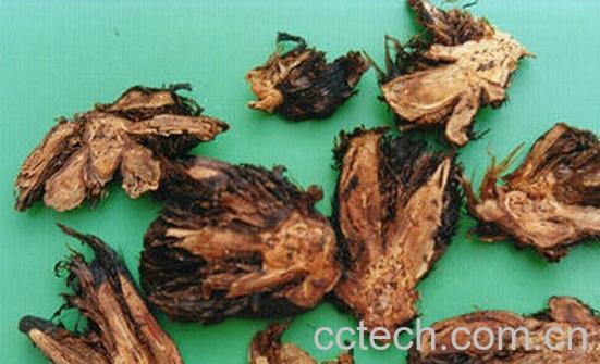 果蔬百科紫萁贯众-0