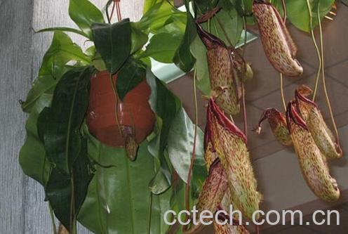 果蔬百科猪仔笼-0