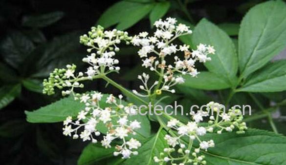 果蔬百科走马箭-0