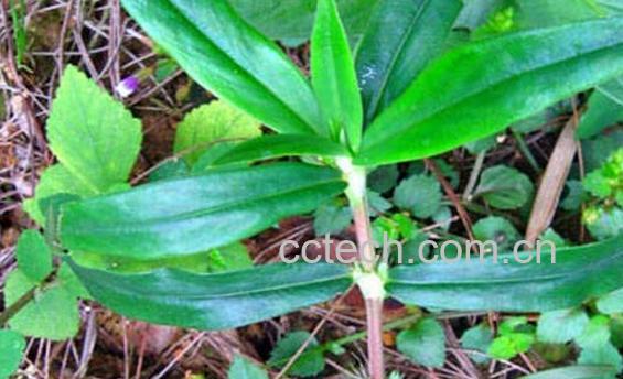 果蔬百科鱼胆草-0