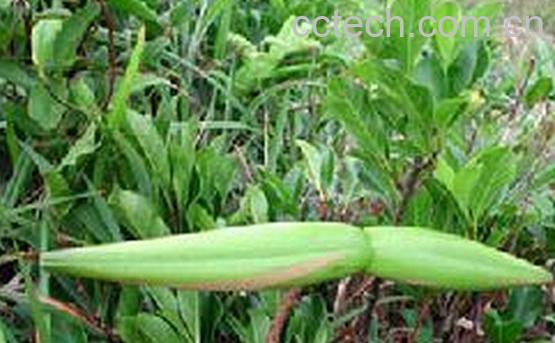 果蔬百科羊角柳-0