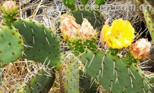 果蔬百科玉芙蓉-0