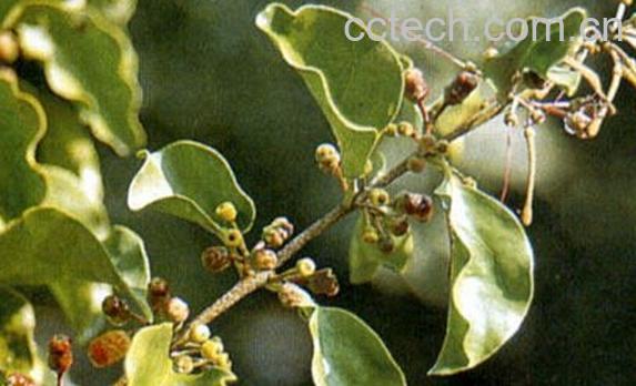 果蔬百科柚树寄生-0