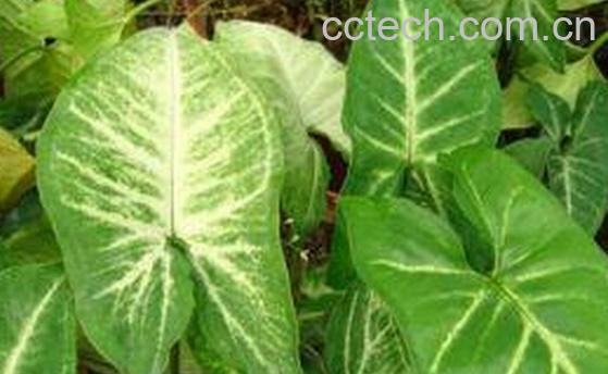 果蔬百科芋荚-0