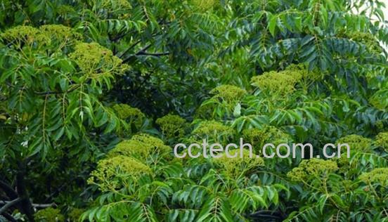 果蔬百科贼仔叶-0