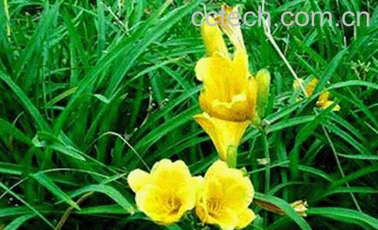 果蔬百科金针头-0