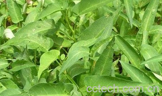 果蔬百科蕹菜干-0