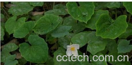 果蔬百科水黄连-0