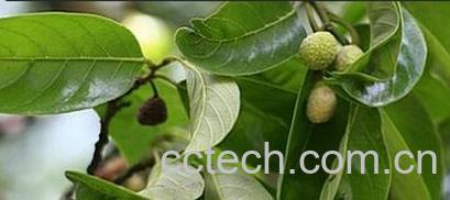 果蔬百科白桂木-0