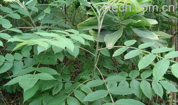 果蔬百科盐霜柏-0