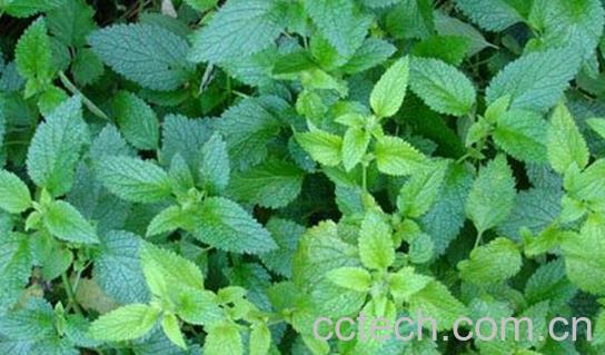 果蔬百科血见愁-0