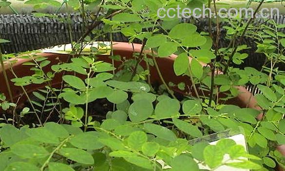 果蔬百科小还魂-0