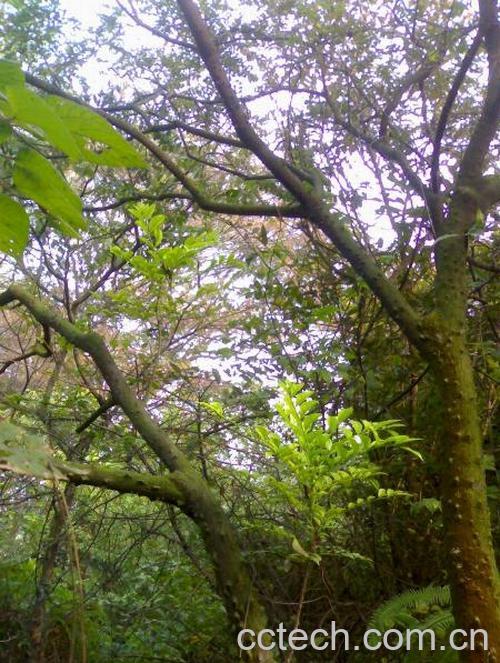 果蔬百科鹰不泊-0