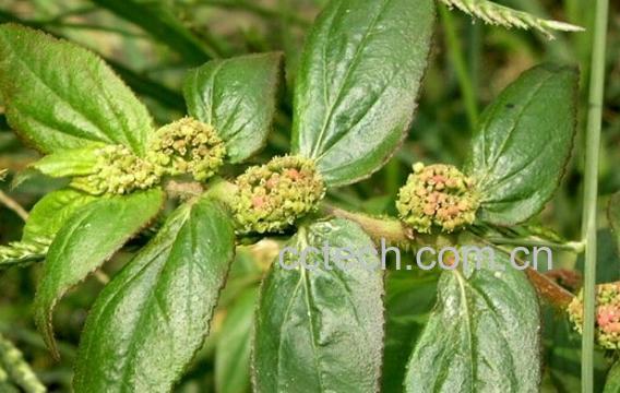 果蔬百科小飞杨-0