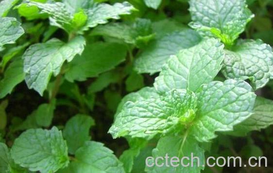 果蔬百科香花菜-0