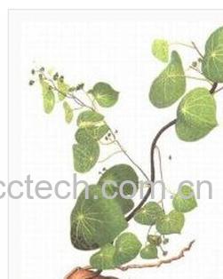 果蔬百科白药子-0