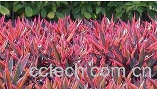 果蔬百科蚌花-0