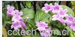 果蔬百科爵床-0