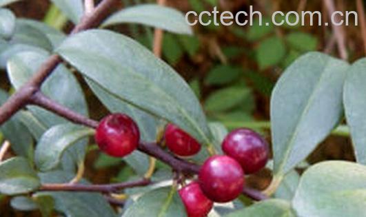 果蔬百科咸酸根-0