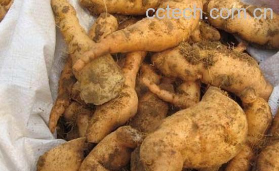 果蔬百科鲜地黄-0