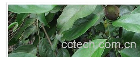 果蔬百科大枫子-0