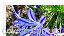 果蔬百科百子莲-0